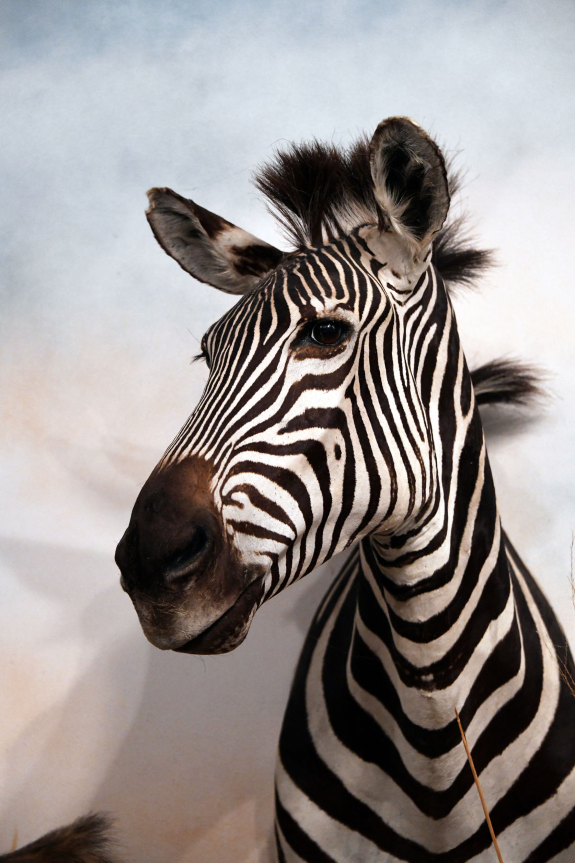 163 Burchell's Zebra at the wildlife museum in Neligh.JPG